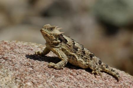 Horned lizards can shoot _________ out of their eyes to protect themselves from predators