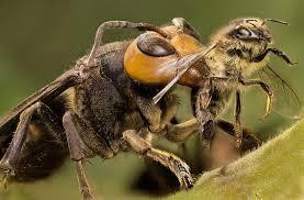 Who would win in a fight giant ant or giant bee
