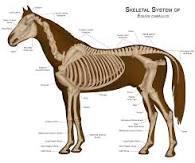 Is having to know horse body parts important to know when owning a horse?