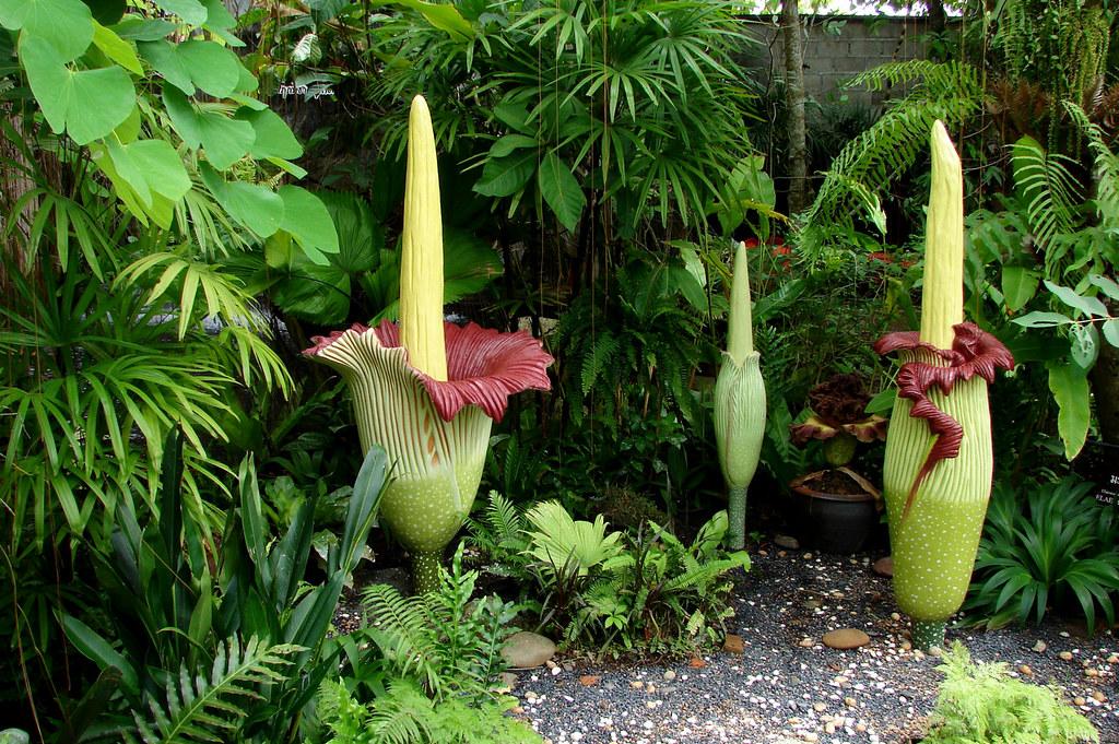 What did the big flower say to the little flower?