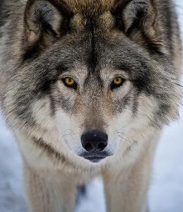 What should you do when you meet a dangerous wolf?