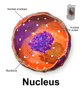 What does the company Nucleus try to do?