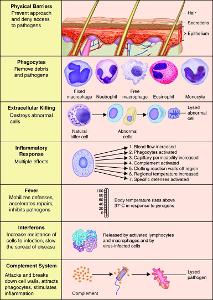 What is the role of phagocytes in the body's immune system?