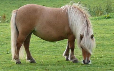 What are the differences between horses and ponies?