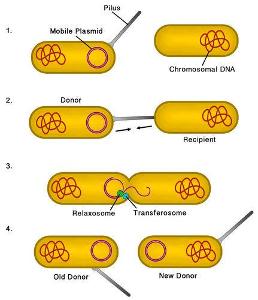 What is the term for the process by which bacteria reproduce?