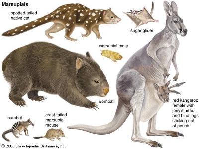 Which of the following is a marsupial mammal?