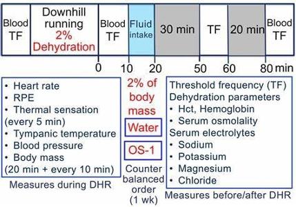 What is the recommended fluid intake during exercise?