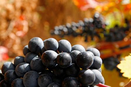 What is the main grape variety used in Rioja wines?