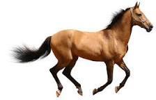 (This is so random)MY favourite type of HORSE?