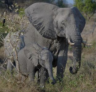 How often do Female elephants give birth?