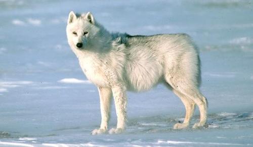An Arctic Wolf eats the Arctic Fox.