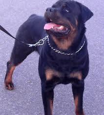 "The Rottweilers bite force is 691 pounds." Was this statement "T" for true or "F" for false?