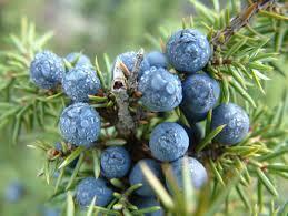 Juniper berries are used for: