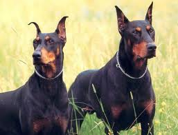 How many dobermans were there?