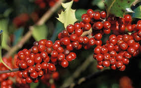 You see some unusual looking berries they look really yummy and you haven't eaten a thing all day!  What do you do