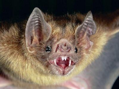 True or False? Vampire bats feed on blood ONLY