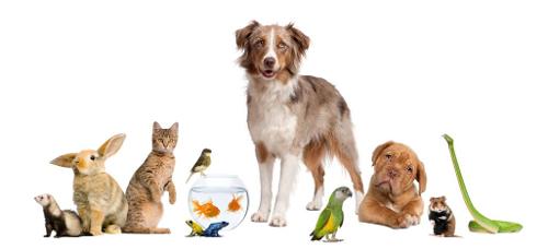 Question eight, if you could get (another) a pet, which pet would it be?