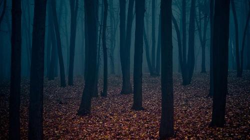 Rp time..you are walking alone in a forest and you hear a scream,you arent sure wether its joyful or dreadful,what do you do?