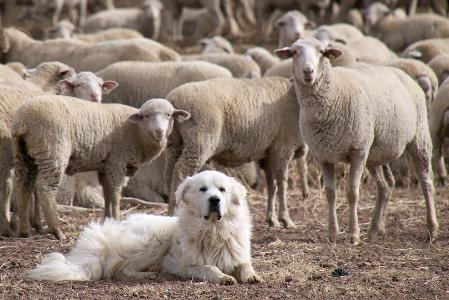 Which animal is considered a guardian of the flock?