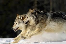 A wolf pack is chasing you what would you do?