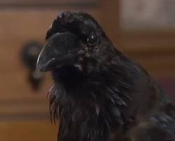 what is victors ravens name