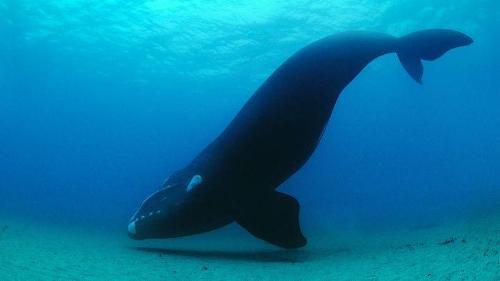 What is Blubber In Whales?
