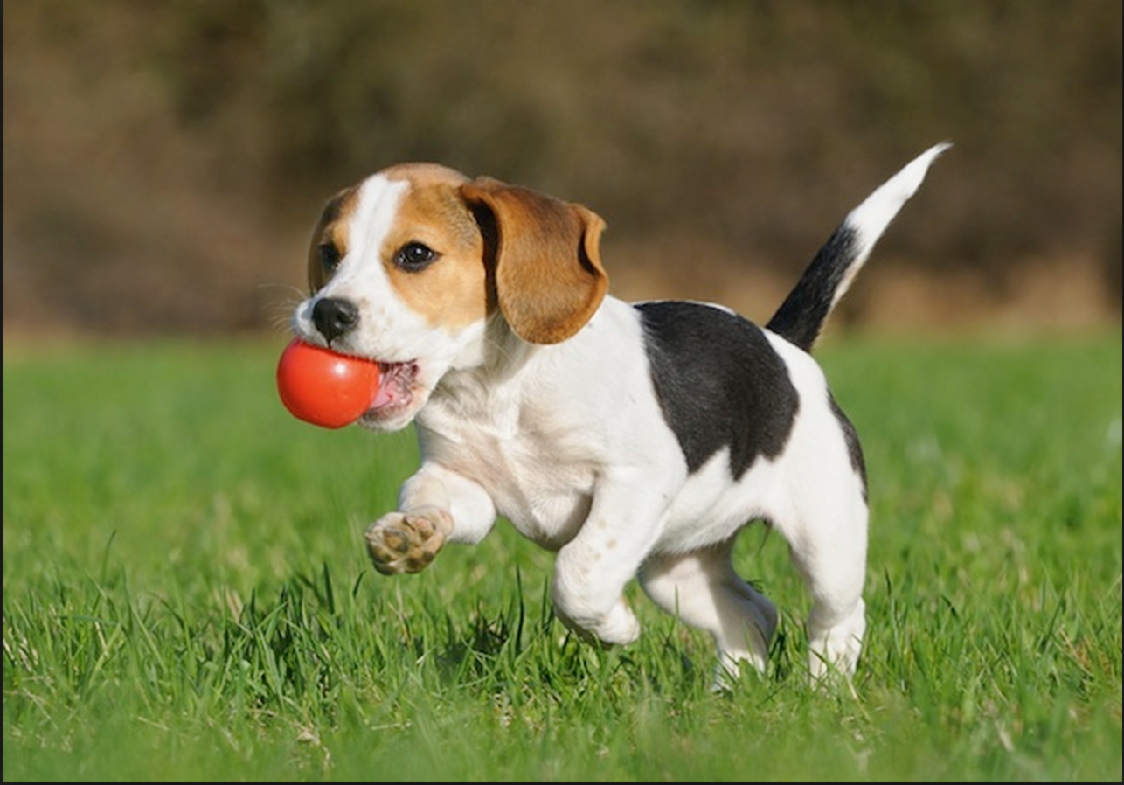 What is your ideal pet?