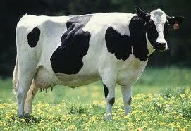 How many stomachs do cows have?