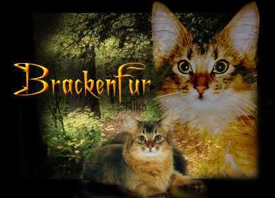 What Does Brackenfur Find In The Forest. On The Patrol To ShadowClan Territory, That Signals TwoLeg Activity?