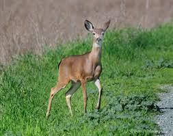 Last Question. If you were a deer, and you saw a puma what would you do?