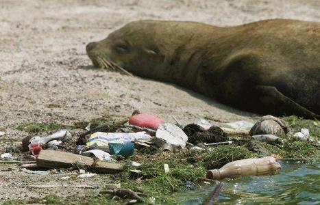 How many marine mammals are estimated to die due to sea pollution?
