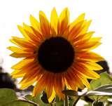 If you related your eyes to a sunflower, how would you describe them?