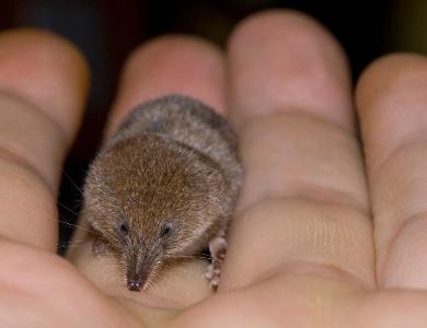 What is the smallest mammal in the world?