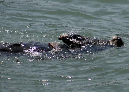 What do sea otters use to break open their food?