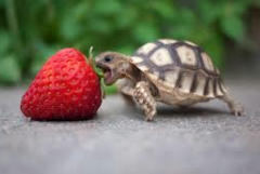 Do you like srawberries?