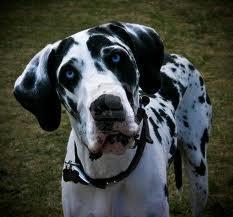 True Or False: This is a Dalmatian (see picture)