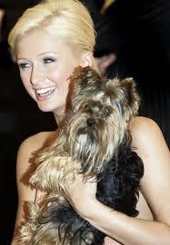 People are now recognizing your talent with designing clothes, so people are now wanting some clothes for their dogs! You are asked by Paris Hilton to design for her beloved Yorkie, what will you design for her cute pooch?