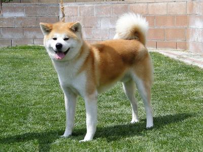 What dog breed is this ( medium )