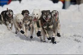 What do the Siberian Husky, the Alaskan Malamute and Samoyed all have in common?