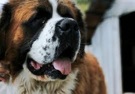 One sunny afternoon, an old man comes in with his St. Bernard, Beethoven! Great, you love dogs whatever size they are. You ask him the 3 most essential questions about his dog, what are they?