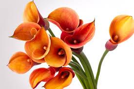 Once every century, the Flutterby bush produces flowers that adapt their scent to attract the unwary. If it lured you, it would smell of: