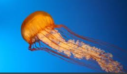 how do jellyfish protect themselves?