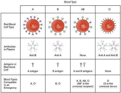 Which of the following is NOT a type of blood cell?