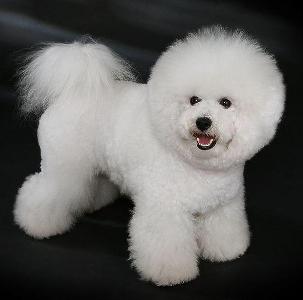 What dog dog breed is this ( small )