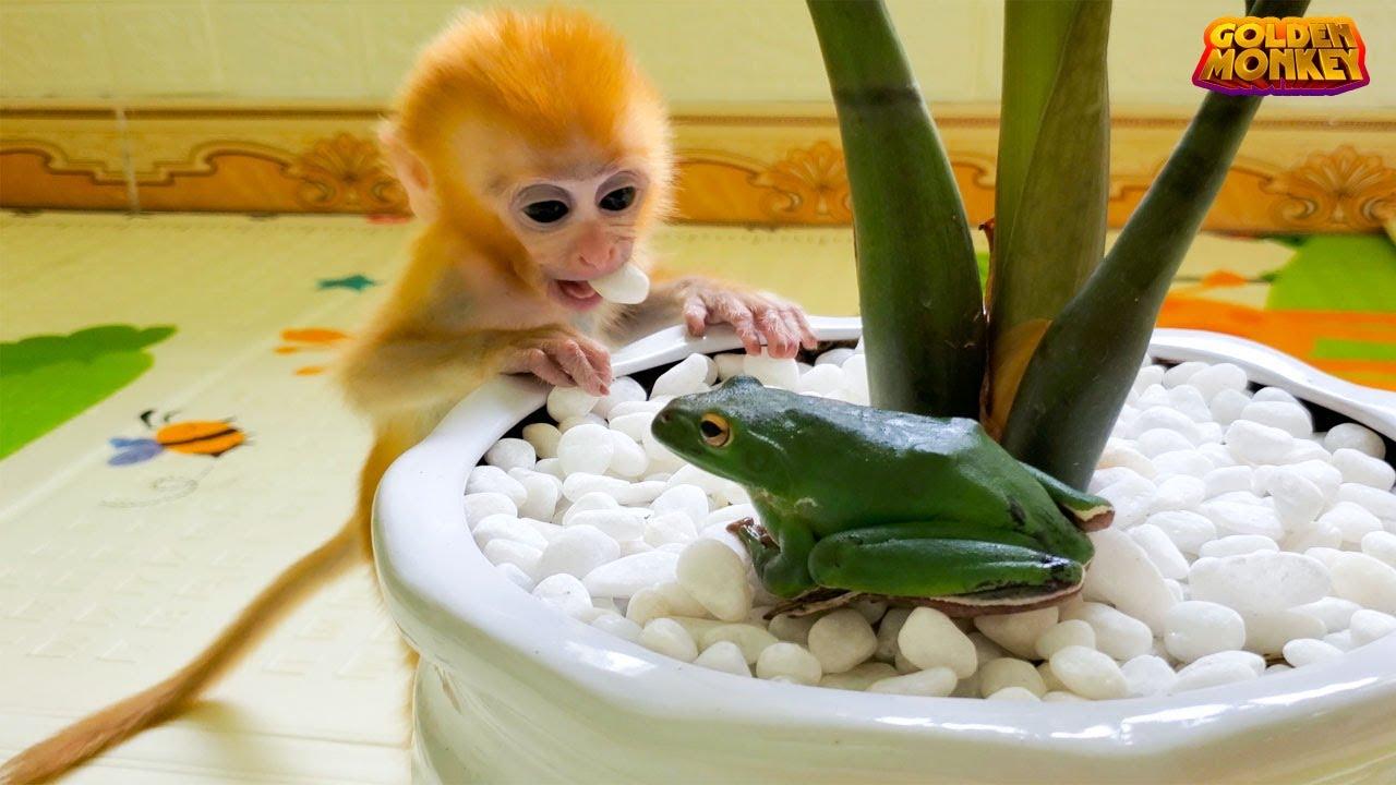 Phrog: Pom why dont you ask the next question? Pom: well idk what to day...anyway do you like frogs or monkeys? Phrog: Pom? U sure i didnt tell u about that war? Pom: sometimes i just know this stuff. It's history.