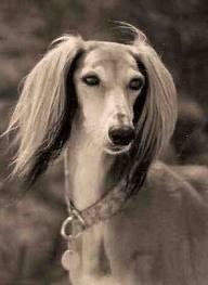 A rich woman  brings in her 8 years old saluki, Darcy. She tells you to look after her darling dog for a month. But sadly, one day Darcy passed away, she died of old age. How do you break it to the woman?