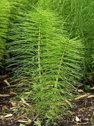 Horsetail is used for stopping infections.