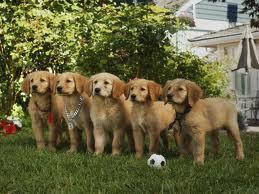 What kind of retriever are the AIR BUDDIES?