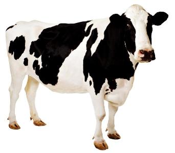 How many stomachs does a cow have?