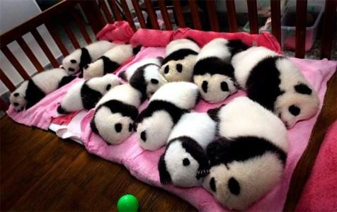 These pandas?